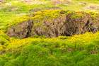 Falkland Islands, West Point Island. Landscape with Scotch broom shrubs. Art Print